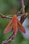 Mittlerer Weinschwärmer (Deilephila elpenor)